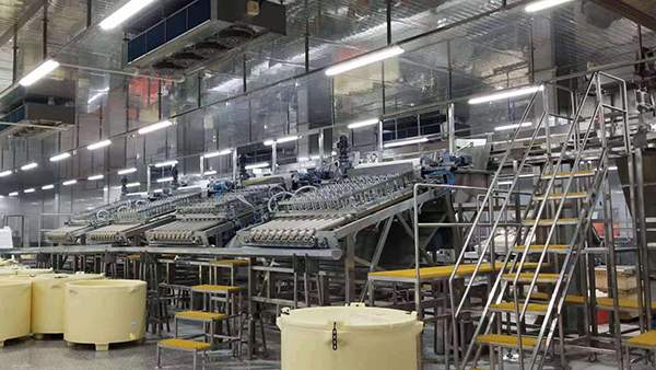 High Capacity High Efficient Automatic Shrimp Peeling Production Line