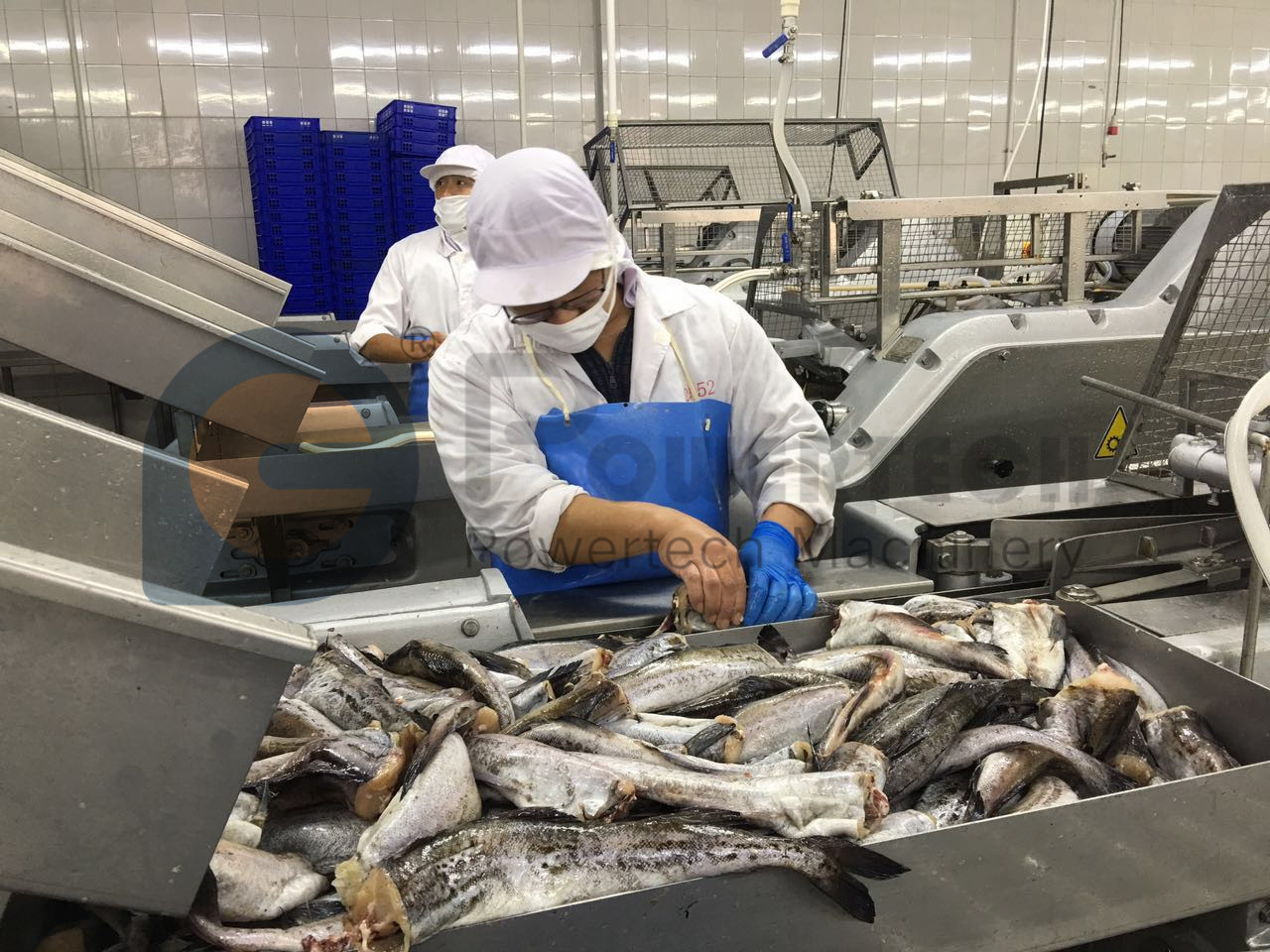 High Efficient Automatic Fish Filleting Machine from China manufacturer